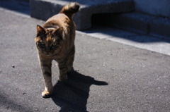 ねこと影