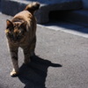 ねこと影