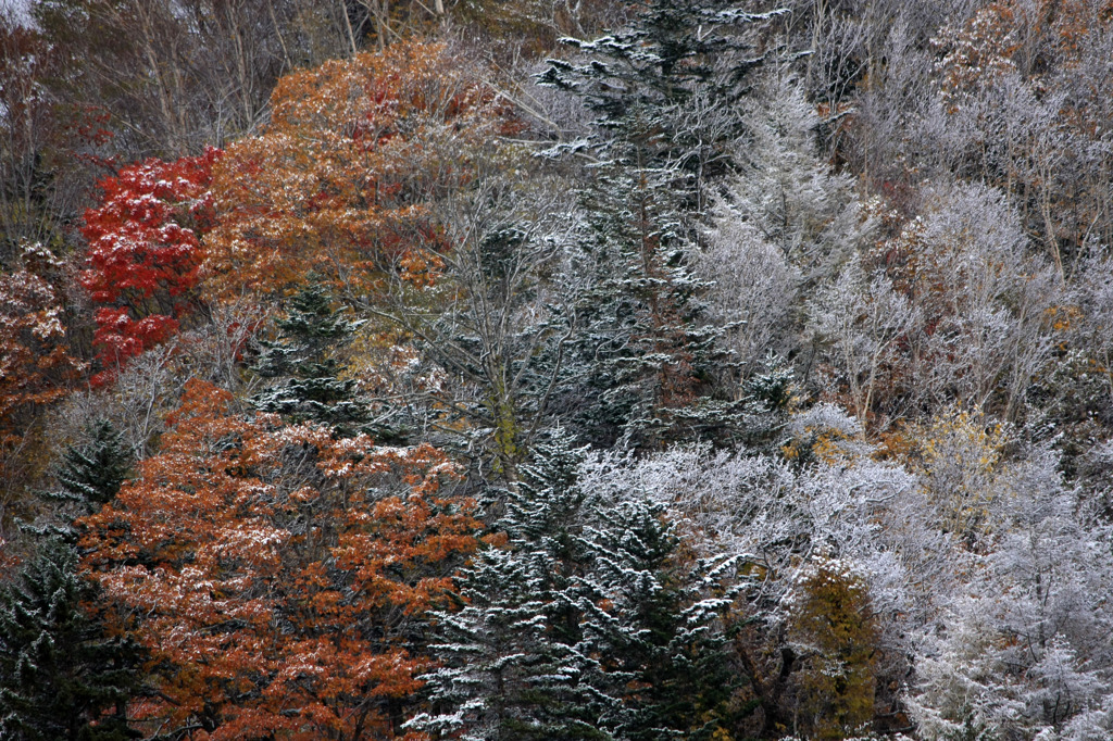 雪化粧