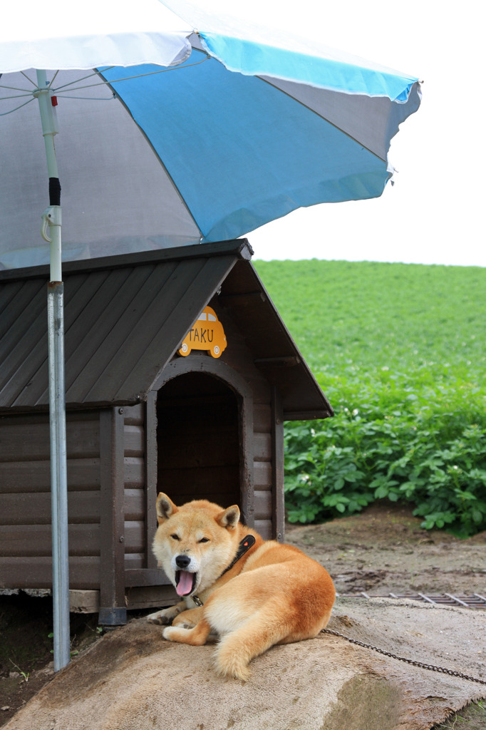 畑番・犬