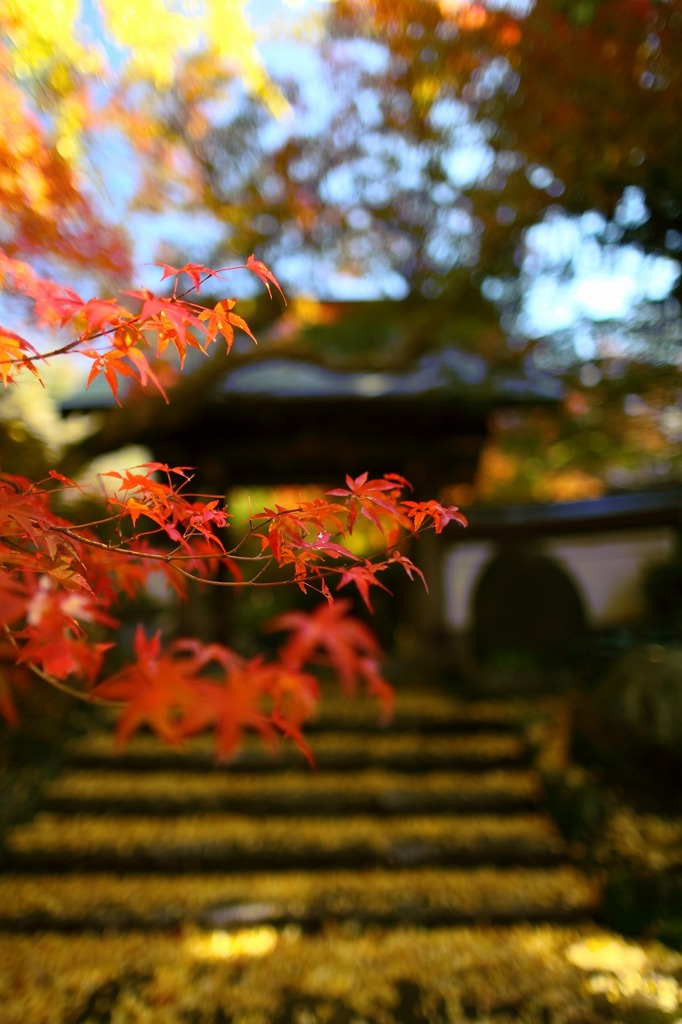 紅葉と山門