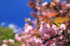 八重桜