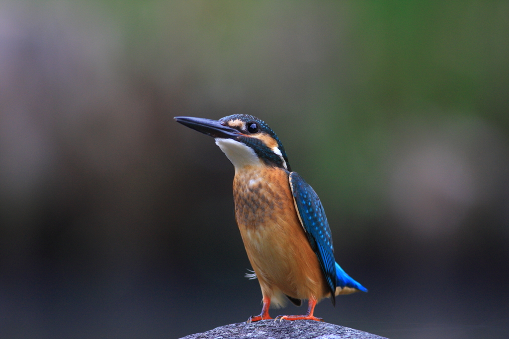 今朝のカワセミ君３