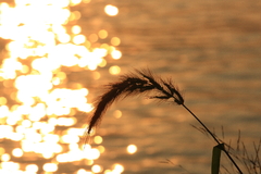 夏の終わりの夕暮れ時に