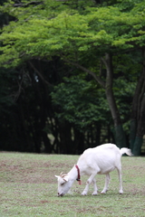 白ヤギさん、食事中！