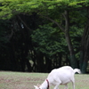 白ヤギさん、食事中！