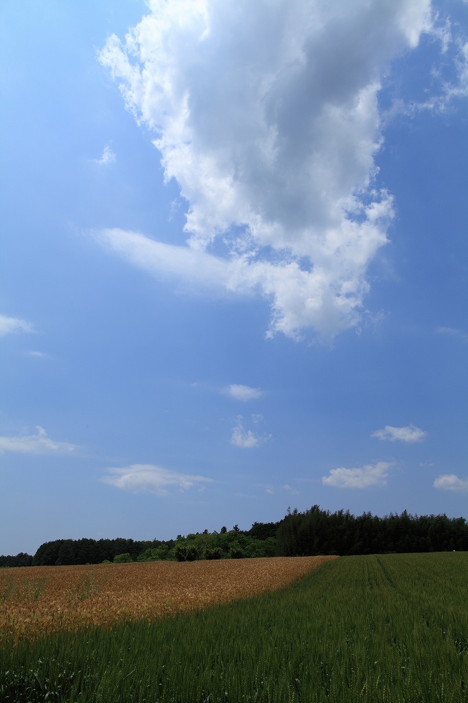 麦秋