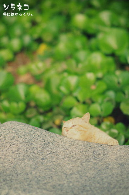 海公園のネコさん