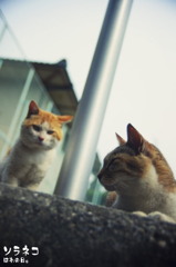 I海公園のネコさん