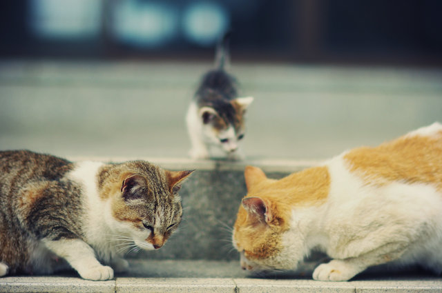 cat