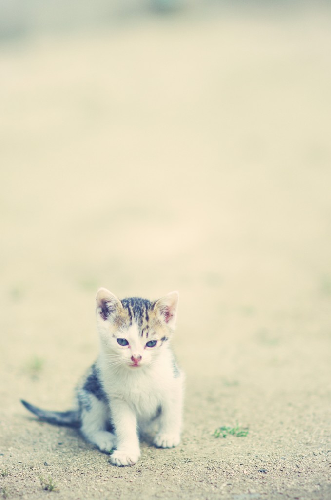 仔猫