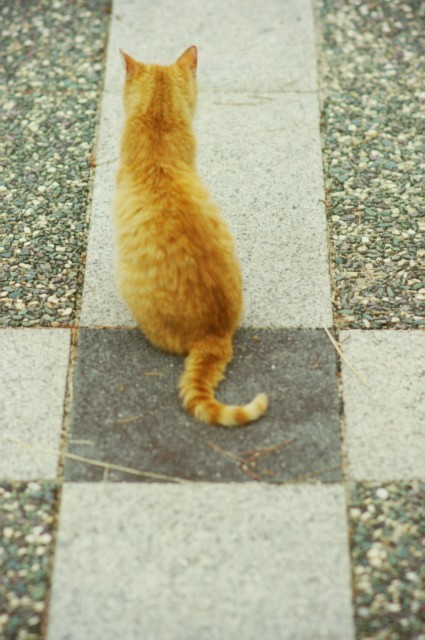 cat