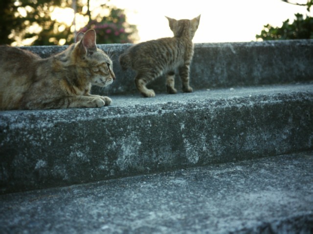 cat