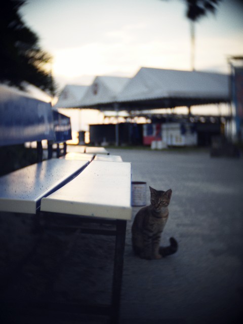 cat