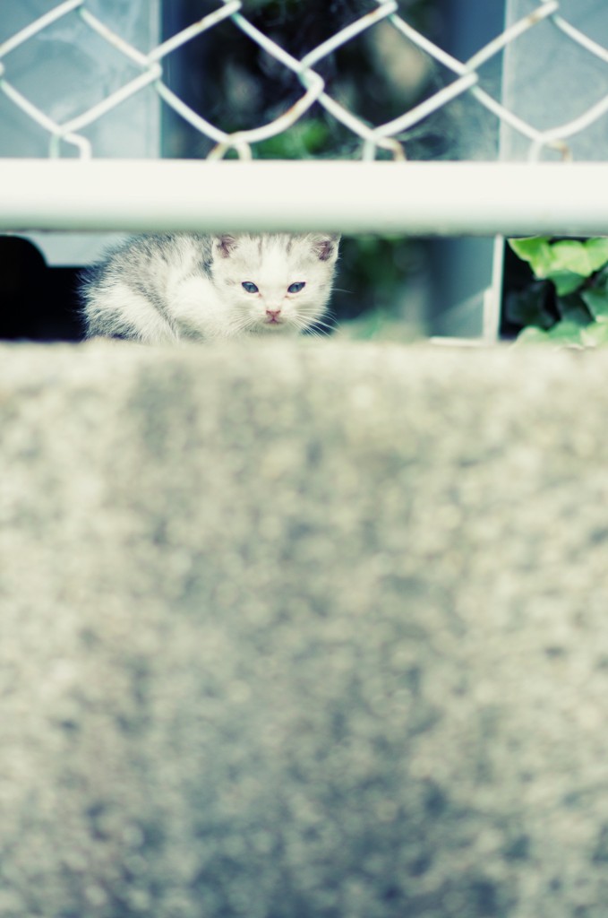 仔猫