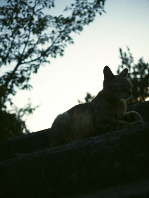 cat