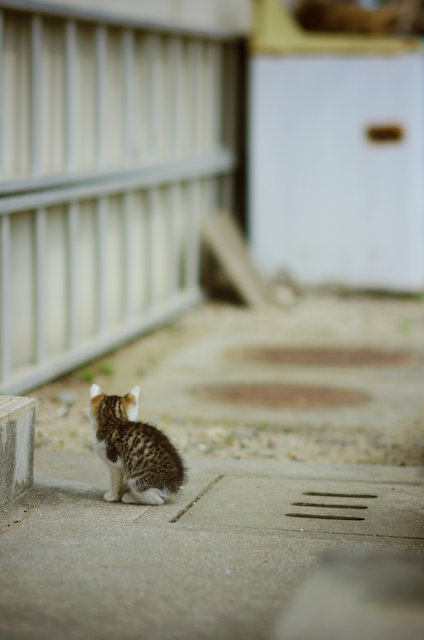 こねこ