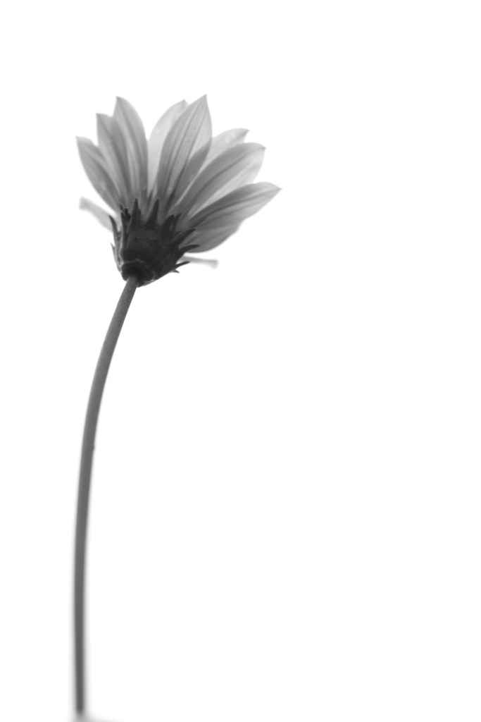 一輪の花