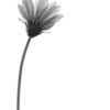 一輪の花