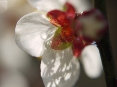 P1060130