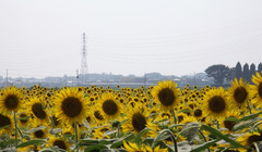 R0011534r