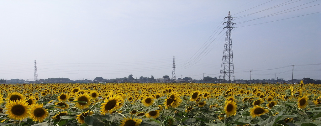 R0011539r