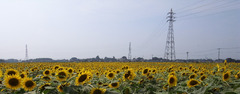 R0011539r