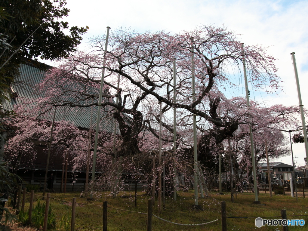 般若院・しだれざくら