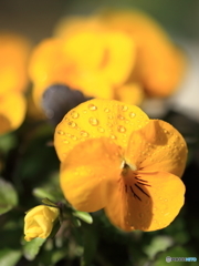 信頼