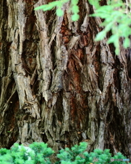  筑波実験植物園散策 6