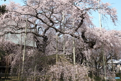 般若院 ～ 長寿の桜・東面 ～
