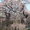 般若院 ～ 長寿の桜・東面 ～