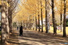 公園の秋 - 銀杏並木 -