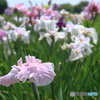 牛久市観光あやめ園Ⅲ