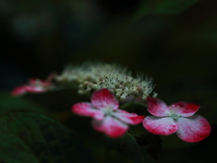 牛久浄苑・紫陽花Ⅷ