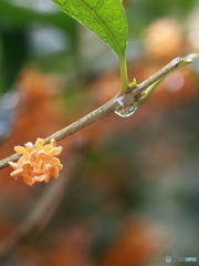 雨降る朝に・・・