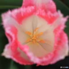 愛の芽生えⅡ