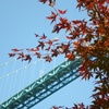 竜神大吊橋の紅葉