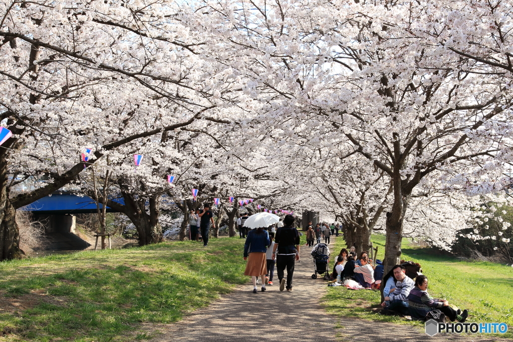 福岡堰の桜 ～ 桜花爛漫 ～