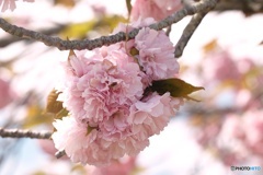 '22 牡丹桜
