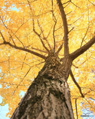 公園の秋 - 黄金色 -