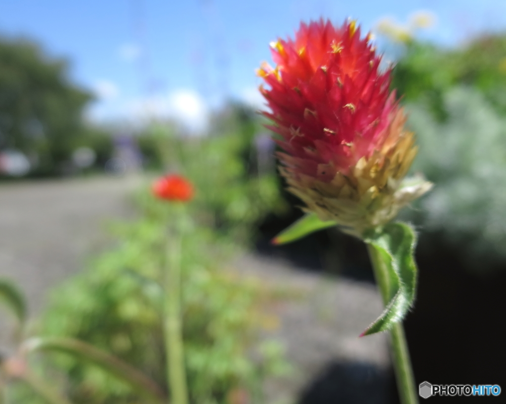 公園の花壇 ２