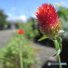公園の花壇 ２
