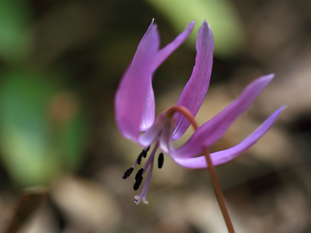 かたくりの花
