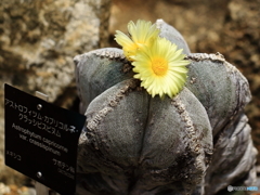 サボテンの花