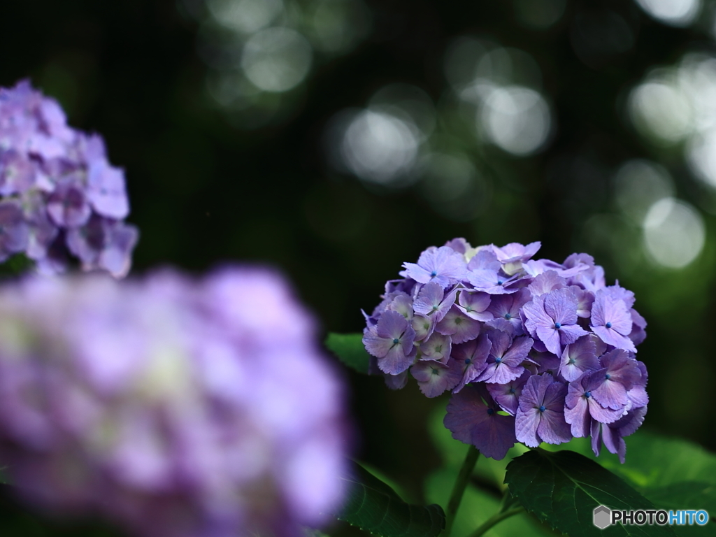 牛久浄苑・紫陽花Ⅱ