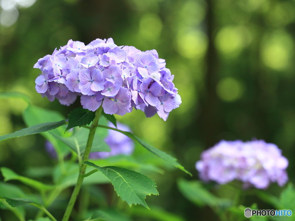 牛久浄苑・紫陽花Ⅴ