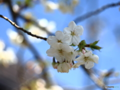 さくら・町内公園Ⅱ