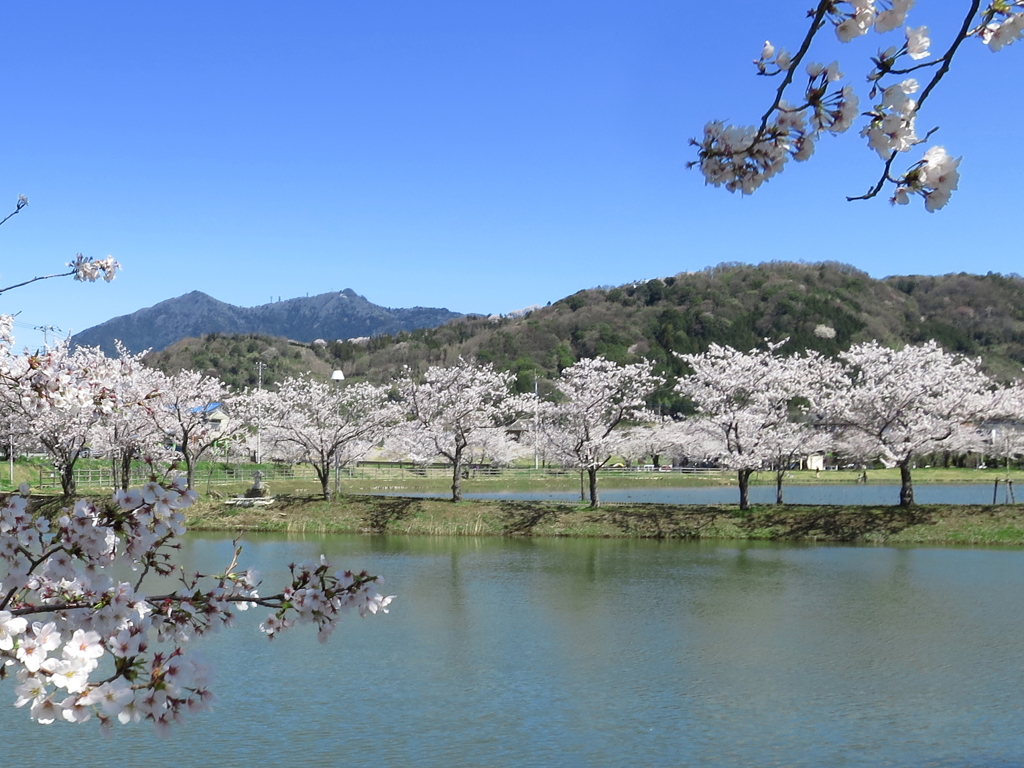 近隣桜名所めぐり 《 北条大池Ⅱ 》