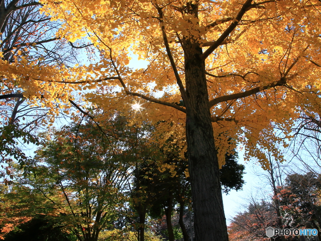 公園の秋 - 紅葉 -